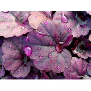 Heuchera 'Wildberry'