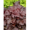 Heuchera 'Mahogany Monster'