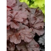 Heuchera 'Mahogany Monster'