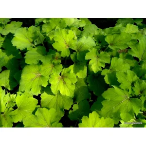 Heucherella 'Art Nouveau'