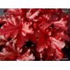 Heuchera 'Forever Red'