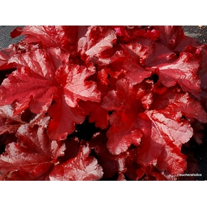 Heuchera 'Forever Red'