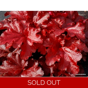 Heuchera 'Forever Red'