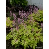 Heucherella 'Eye Spy'