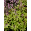 Heucherella 'Eye Spy'
