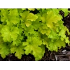 Heuchera 'Apple Twist'