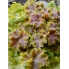 Heuchera 'Apple Twist'