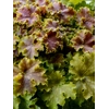 Heuchera 'Apple Twist'