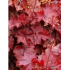 Heuchera 'Northern Exposure Red'