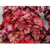 Heuchera 'Northern Exposure Red'