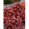 Heuchera 'Northern Exposure Red'