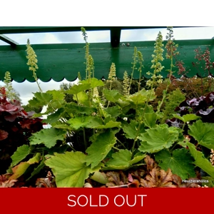 Heuchera 'Jooles Green Giant'