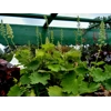 Heuchera 'Jooles Green Giant'