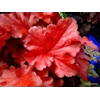 Heuchera 'Forever Red'