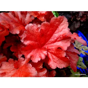 Heuchera 'Forever Red'