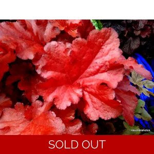 Heuchera 'Forever Red'