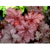Heuchera 'Coral Berry' - Indian Summer Series