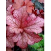 Heuchera 'Coral Berry' - Indian Summer Series
