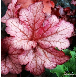 Heuchera 'Coral Berry' - Indian Summer Series