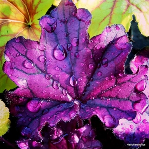 Heuchera 'Forever Purple'