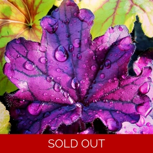 Heuchera 'Forever Purple'