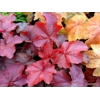 Heuchera 'Northern Exposure Red'