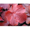 Heuchera 'Northern Exposure Red'