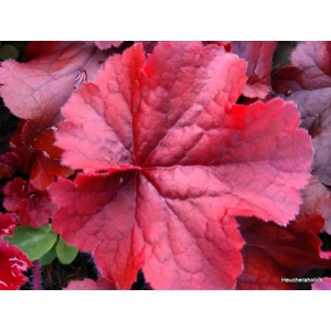 Heuchera 'Northern Exposure Red'