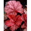 Heuchera 'Root Beer'