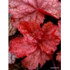 Heuchera 'Root Beer'
