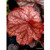 Heuchera 'Root Beer'