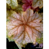 Heuchera 'Topaz Jazz'