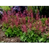 Heuchera 'Berry Timeless'
