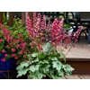 Heuchera 'Berry Timeless'