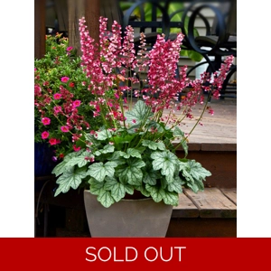 Heuchera 'Berry Timeless'