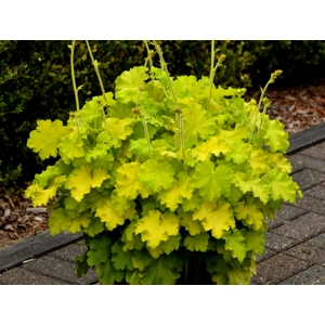 Heuchera 'Lemon Love'