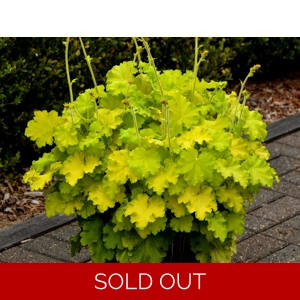Heuchera 'Lemon Love'