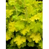 Heuchera 'Lemon Love'