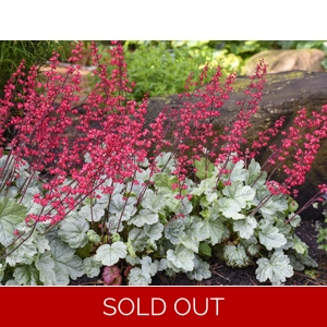 Heuchera 'Spearmint'