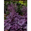 Heuchera 'Pink Panther'