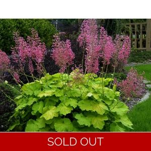 Heuchera 'Pretty Pistachio'