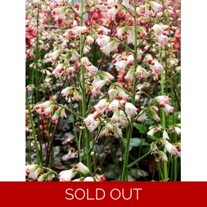Heuchera 'Wedding Bells'