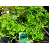 Herb Parsley Curled