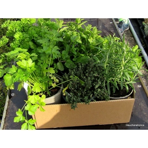 Herbs - Collection of 6 Culinary Herbs