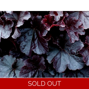 Heuchera 'Northern Exposure Black'