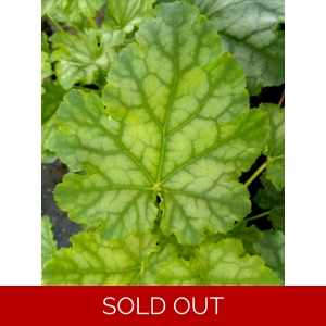 Heuchera 'Lime Swizzle'
