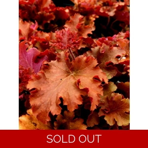 Heuchera 'Gojiberry'