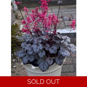 Heuchera 'Timeless Treasure'