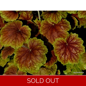 Heuchera 'High Hopes