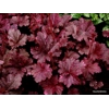 Heuchera 'Midnight Rose'